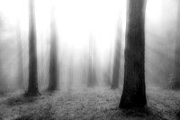 The Light and the Fog