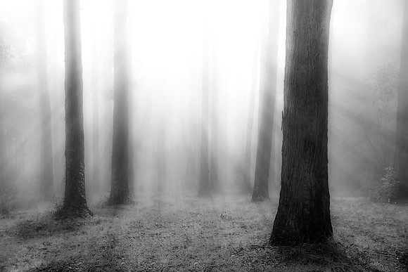 The Light and the Fog
